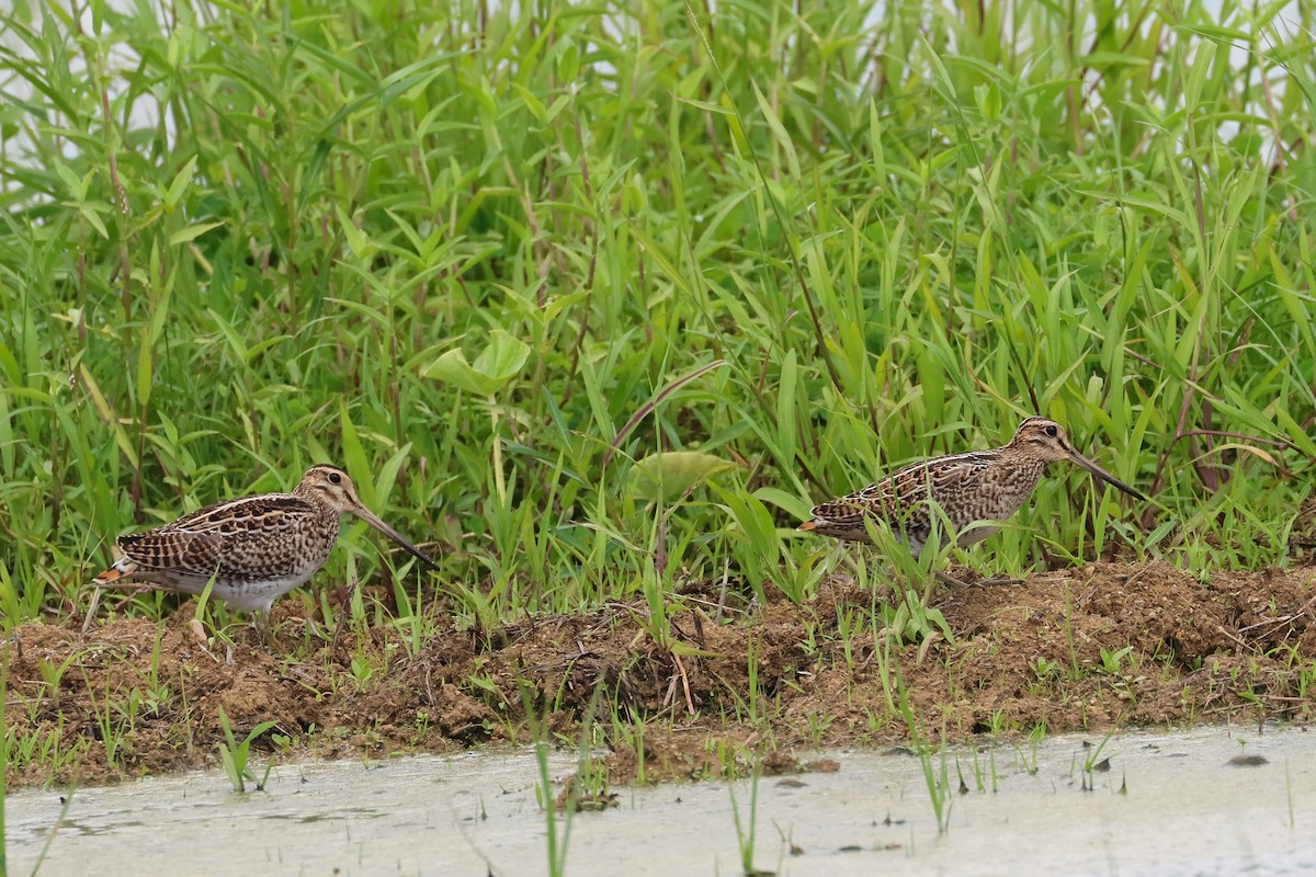 中地鷸 - ML646173620