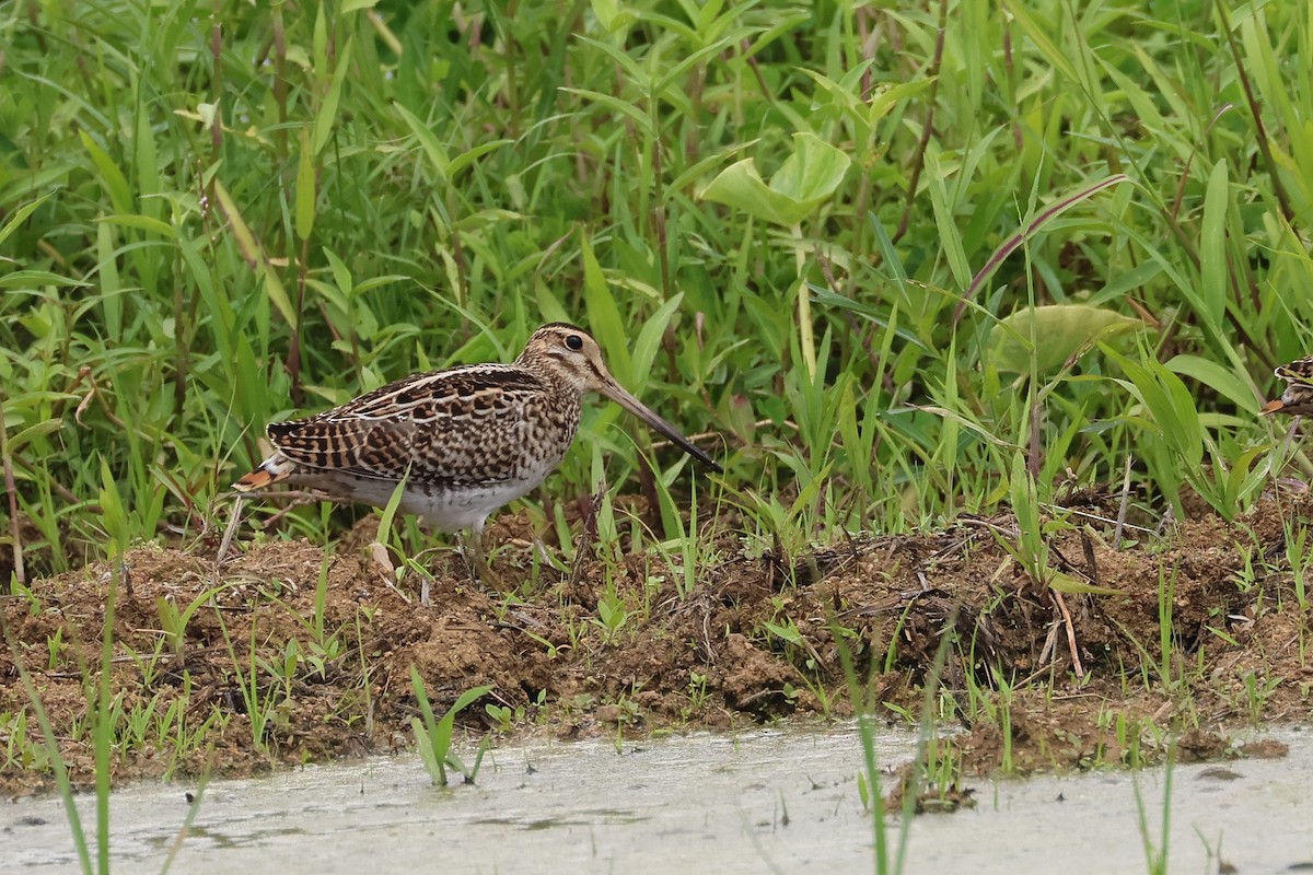 中地鷸 - ML646173622