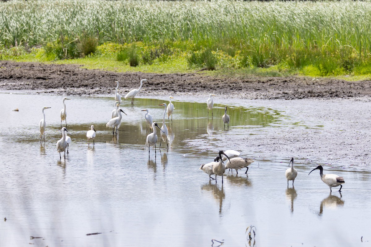 Silberreiher - ML646173624