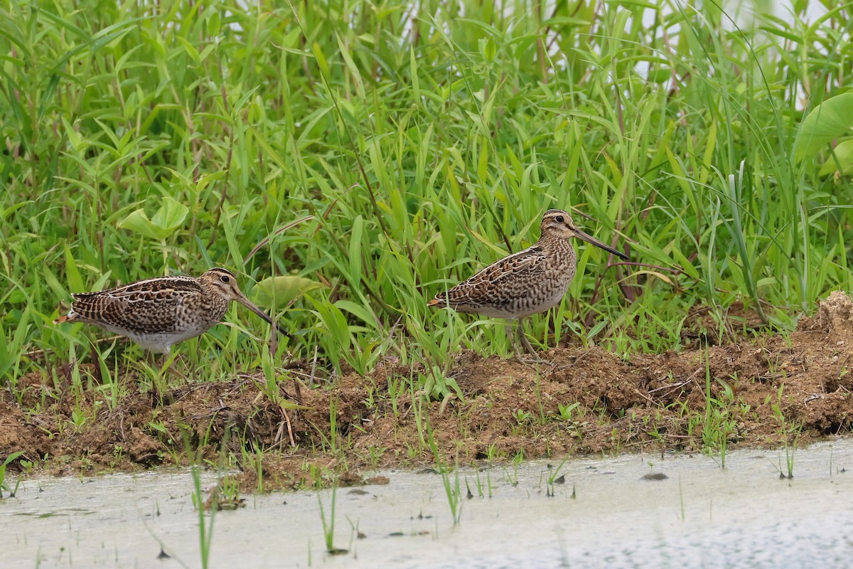 bekasina lesní - ML646173625