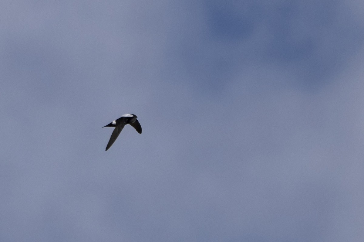 House Swift - ML646173626