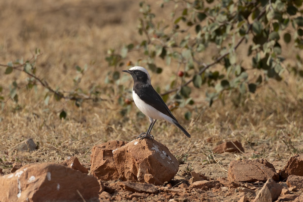 Variable Wheatear (Gould's) - Tisha Mukherjee