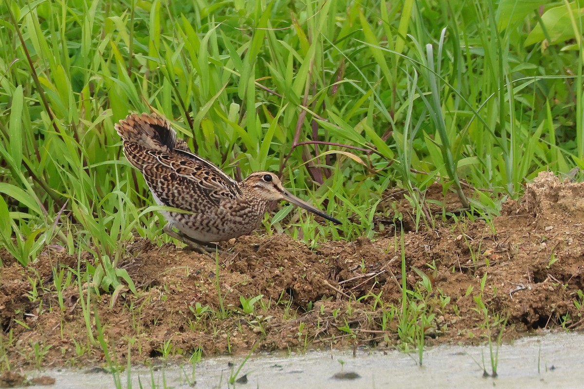 Pin-tailed Snipe - ML646173628