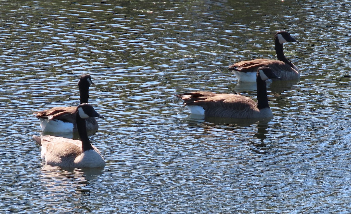 Branta kanadar handia - ML646173629