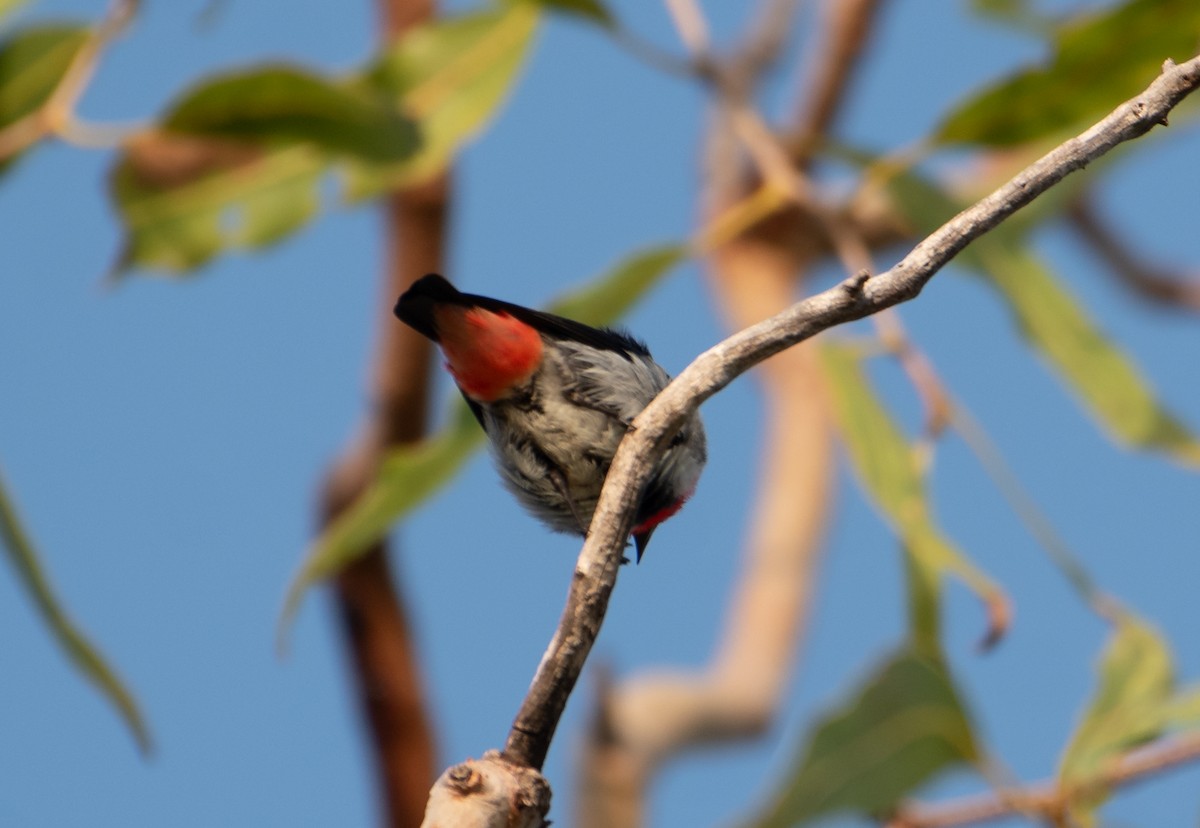 Mistletoebird - ML646173633