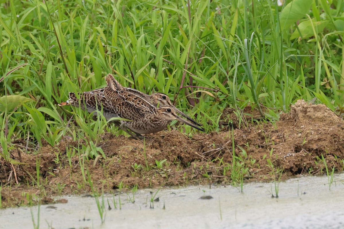 bekasina lesní - ML646173641