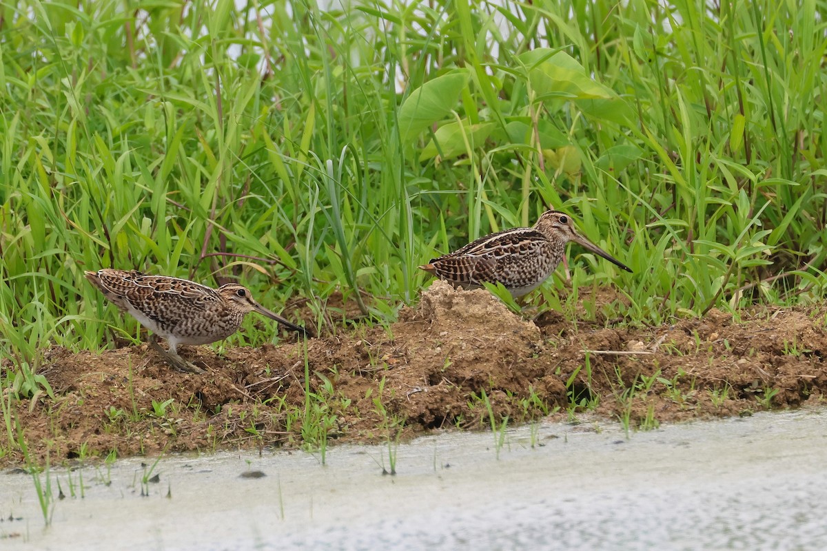 Pin-tailed Snipe - ML646173646