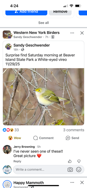 White-eyed Vireo - ML646173654