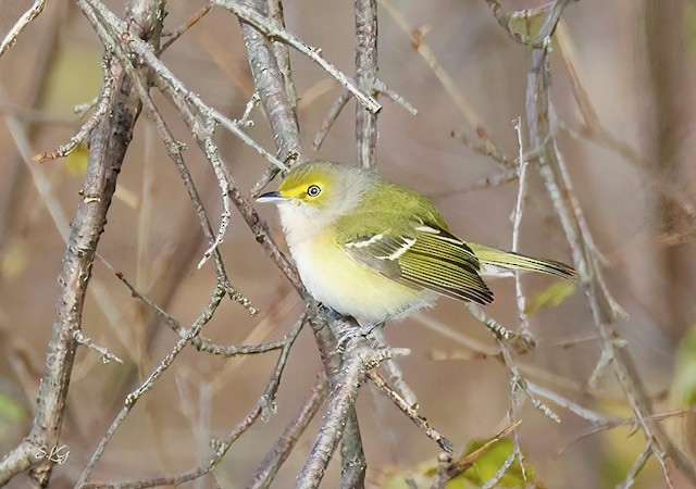 White-eyed Vireo - ML646173655