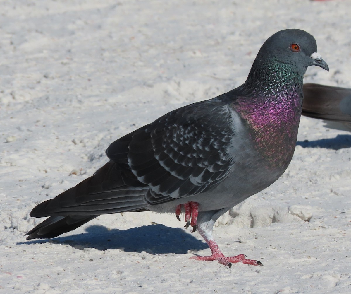 Rock Pigeon (Feral Pigeon) - ML646173670
