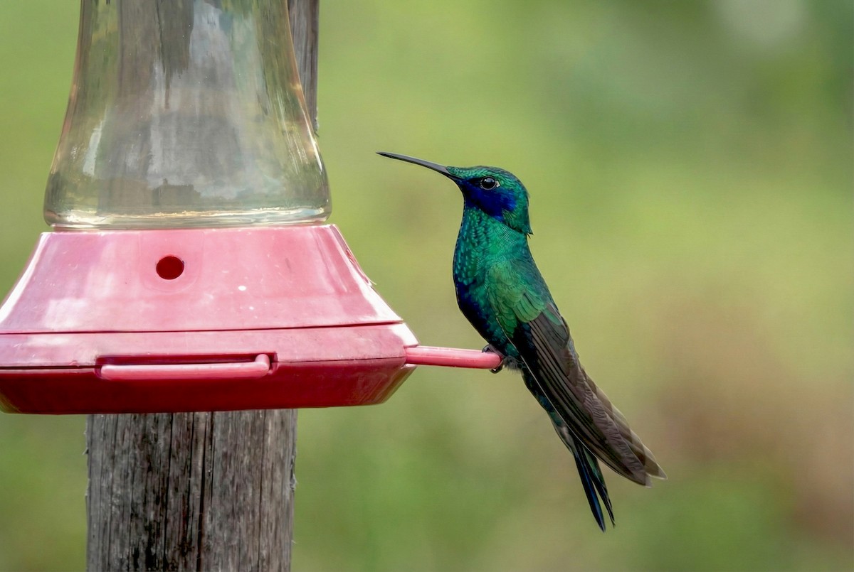 Colibrí Rutilante - ML646173671