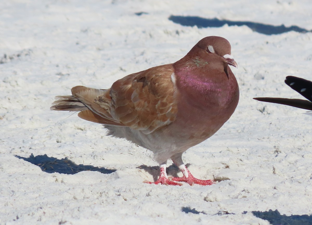 Rock Pigeon (Feral Pigeon) - ML646173674