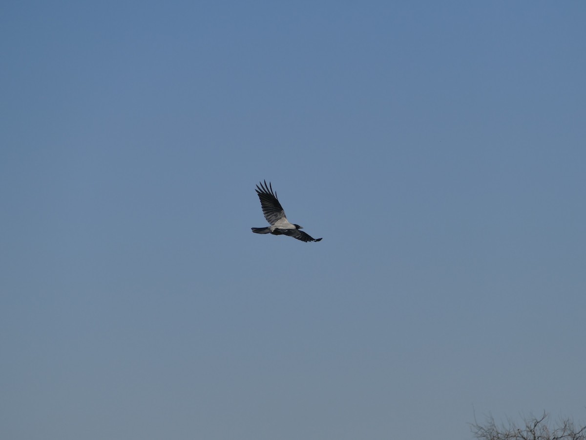 Серая ворона - ML646173677