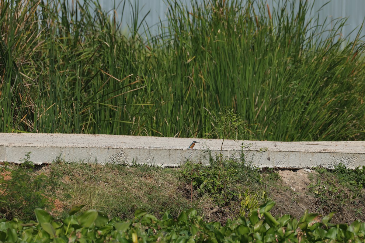 Зимородок - ML646173678