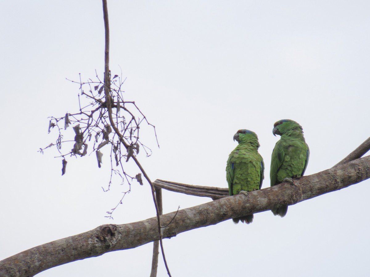 Праздничный амазон - ML646173679