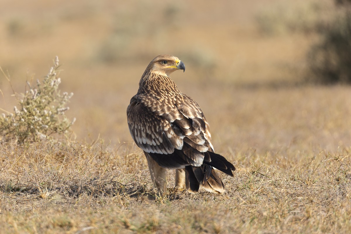 Орёл-могильник - ML646173681