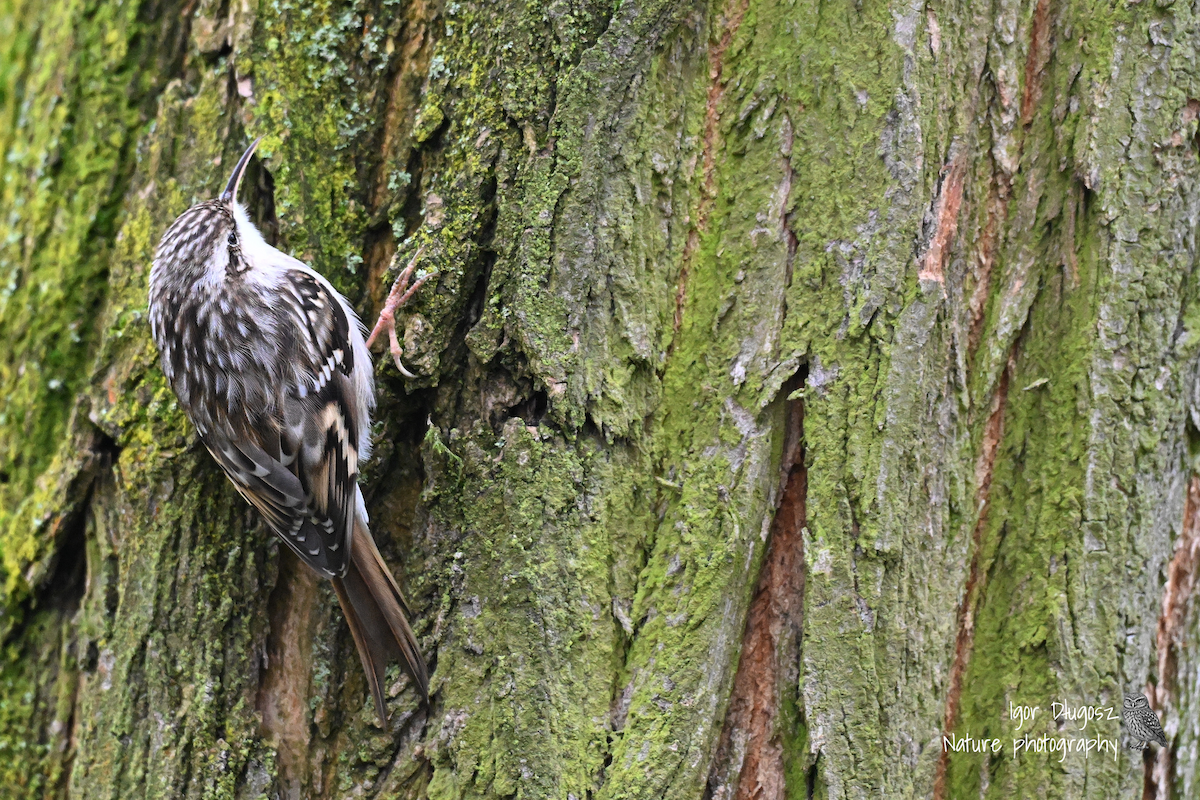 Обыкновенная пищуха - ML646173687