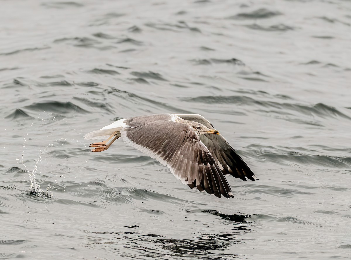 Клуша - ML646173688