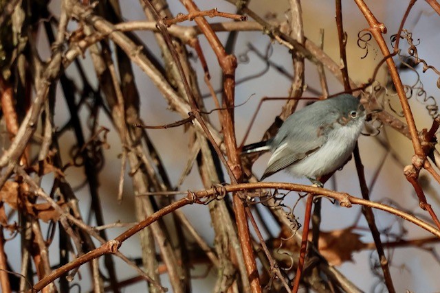 Blue-gray Gnatcatcher - ML646173689