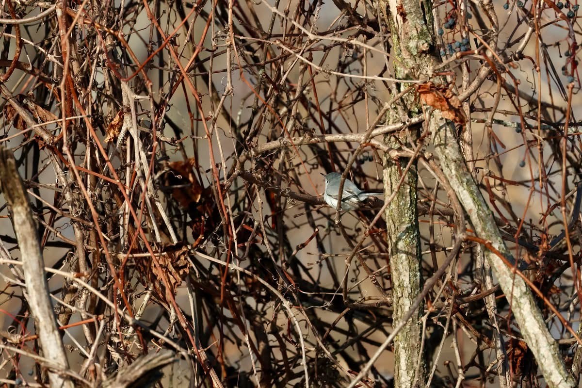 Blue-gray Gnatcatcher - ML646173690