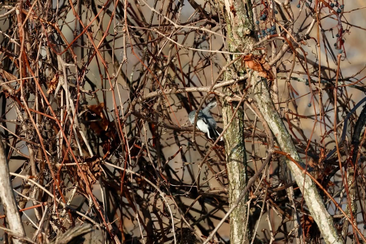 Blue-gray Gnatcatcher - ML646173691