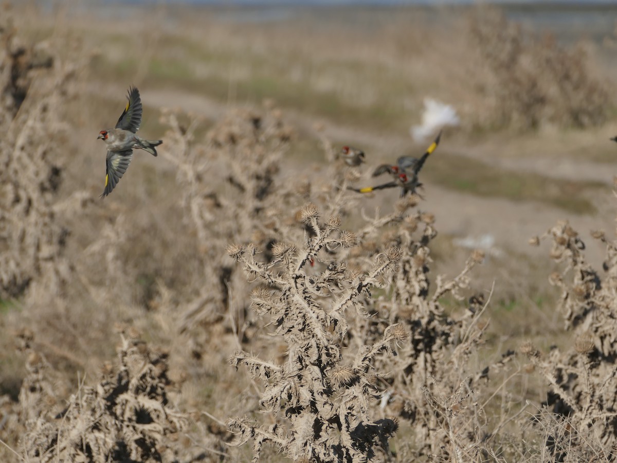 Чирок-свистунок - ML646173693