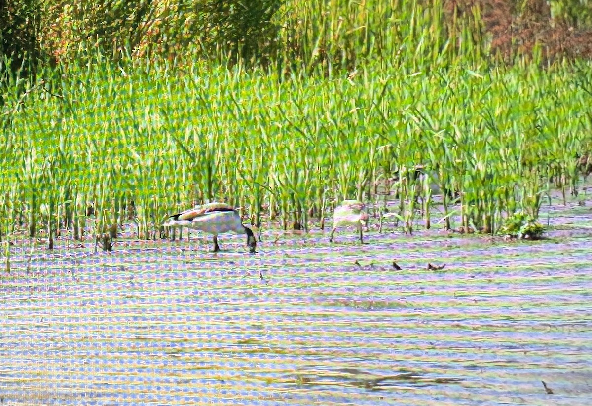 Пеганка - ML646173694