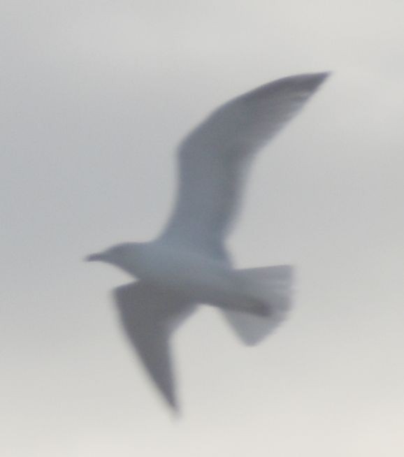 Серебристая чайка - ML646173697