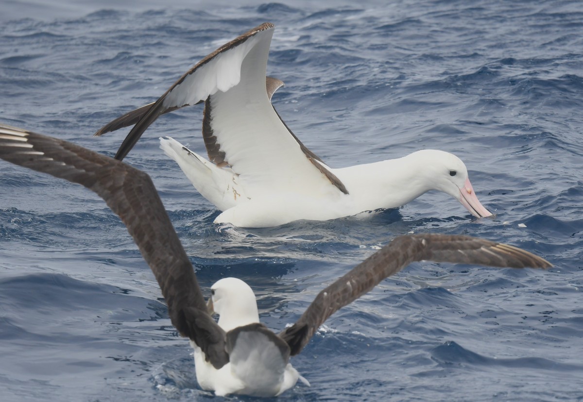 Southern Royal Albatross - ML646173698