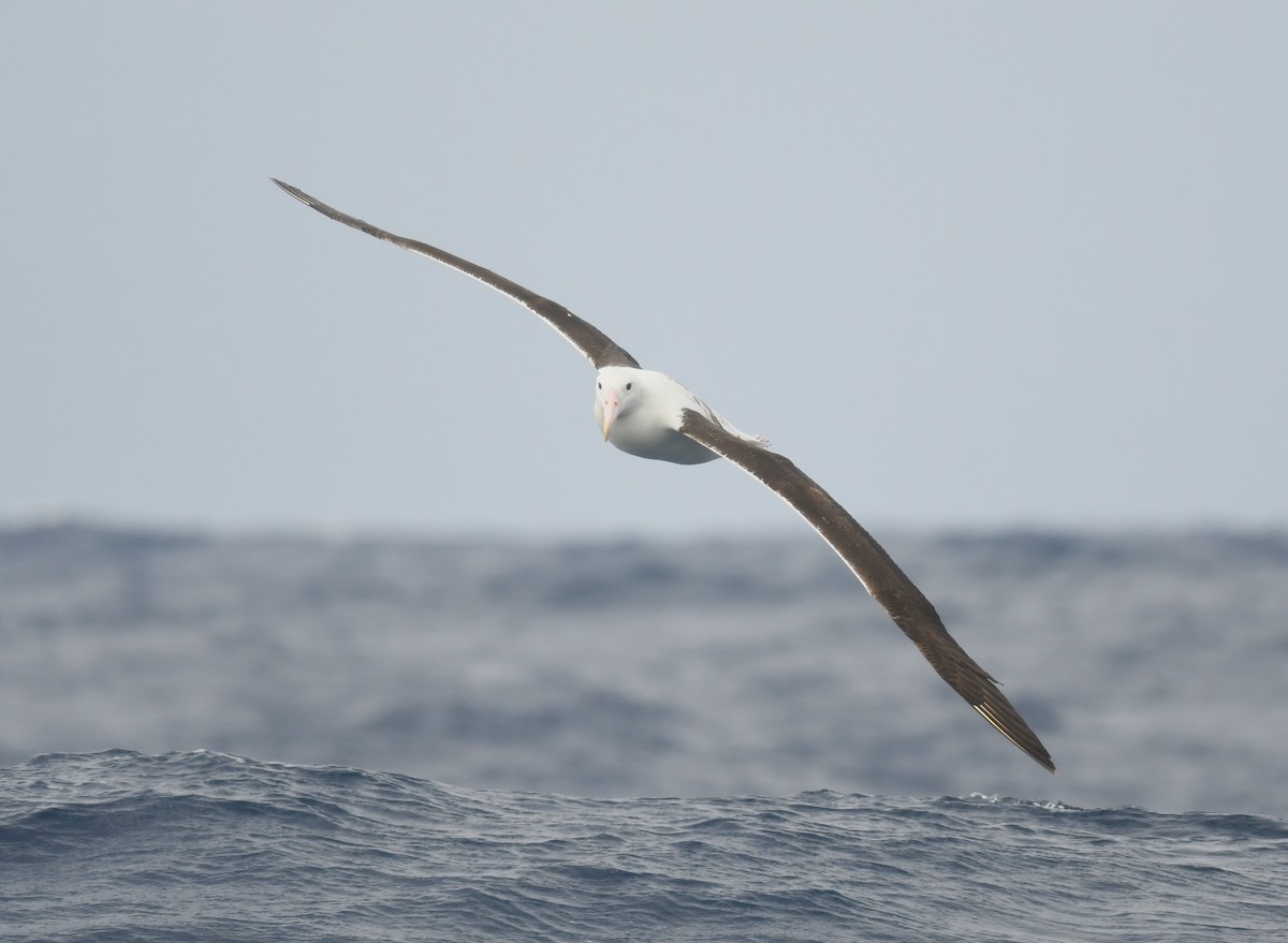 Southern Royal Albatross - ML646173699
