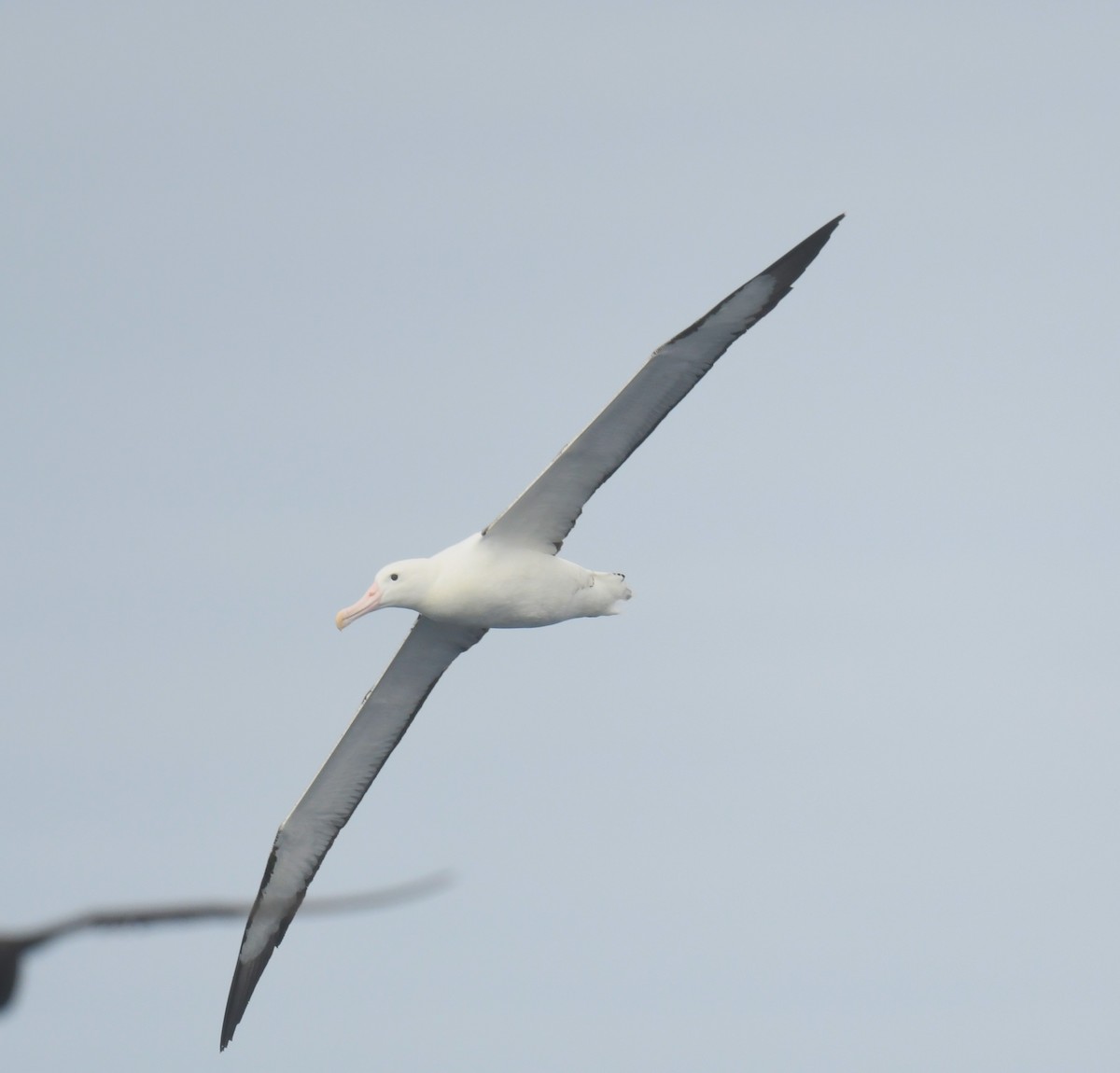 Southern Royal Albatross - ML646173701