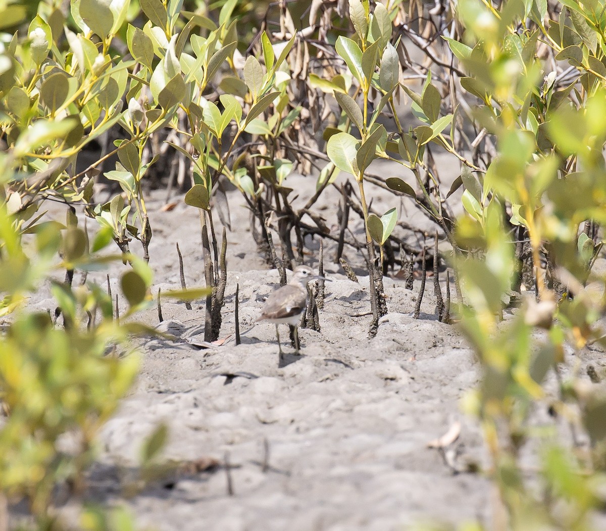 Перевозчик - ML646173702