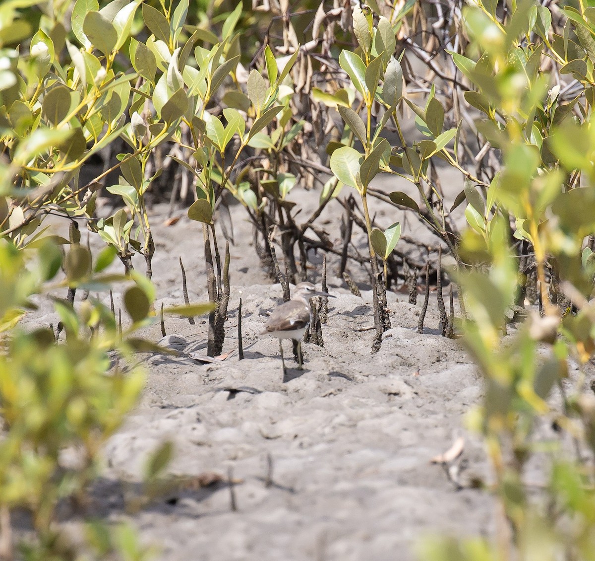 Перевозчик - ML646173703