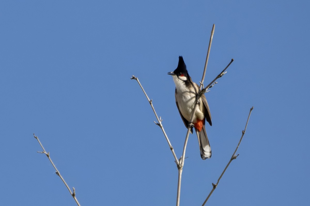 Красноухий бюльбюль - ML646173704