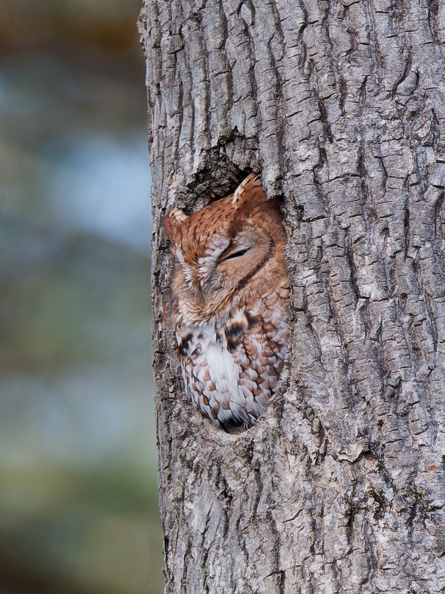 Восточноамериканская совка [группа asio] - ML646173705