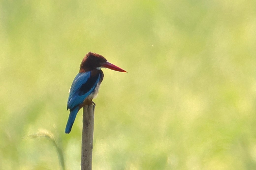 Красноносый зимородок - ML646173707