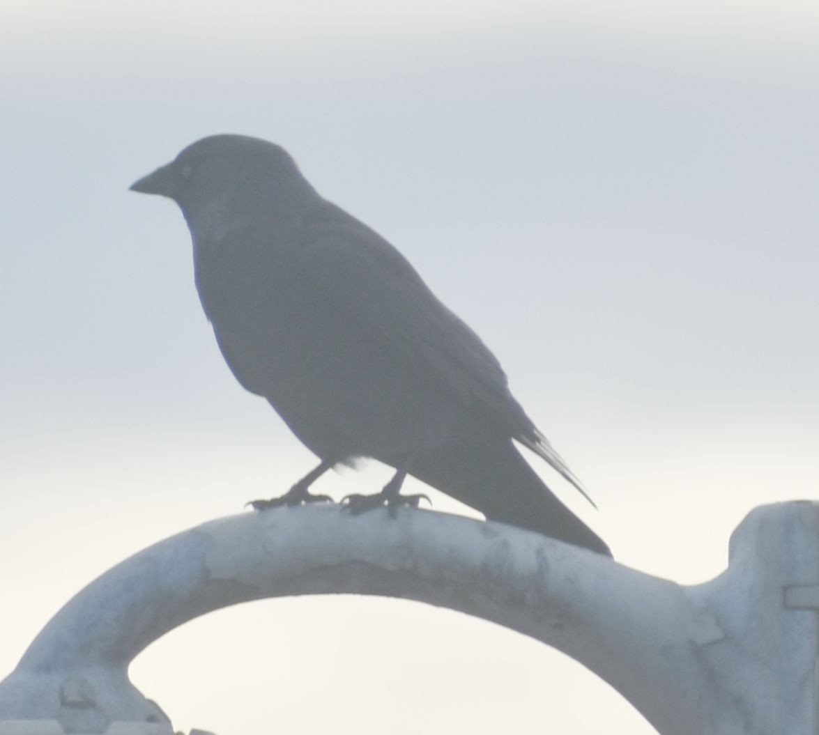 Галка - ML646173709