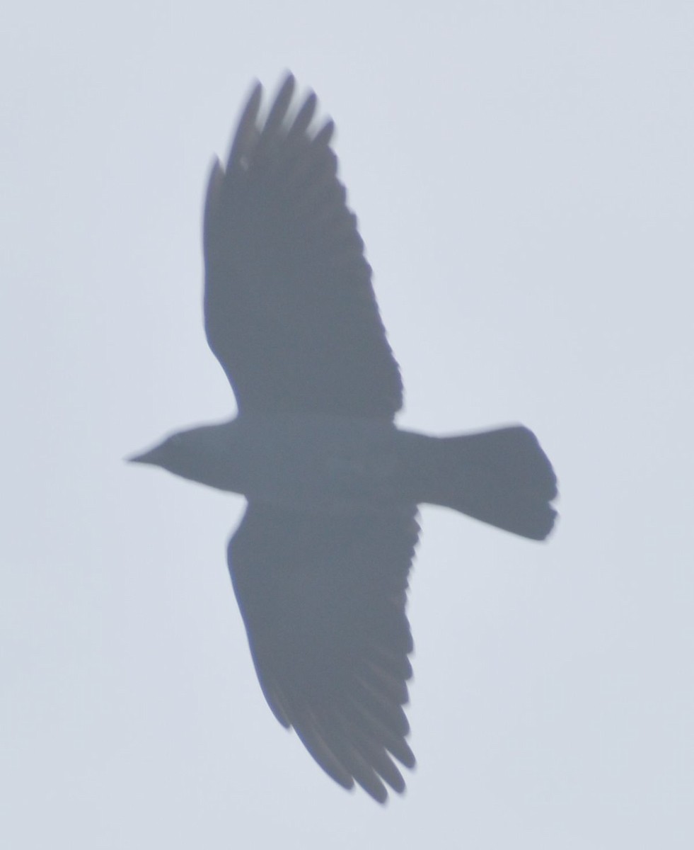 Галка - ML646173710