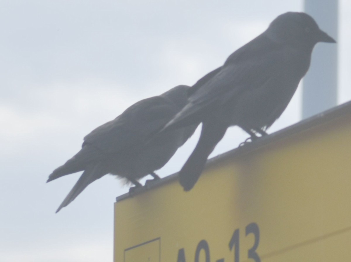 Галка - ML646173711