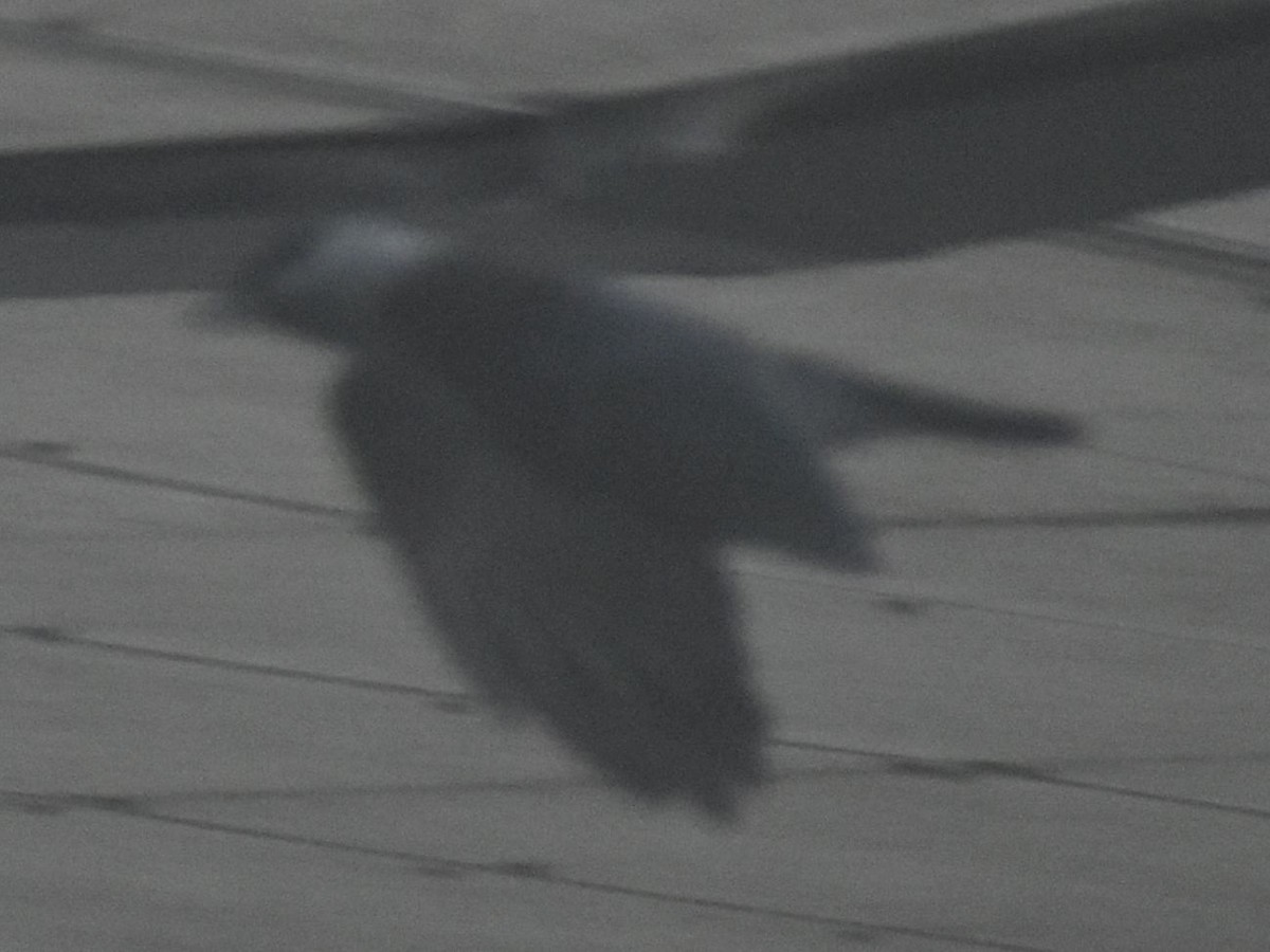 Галка - ML646173712