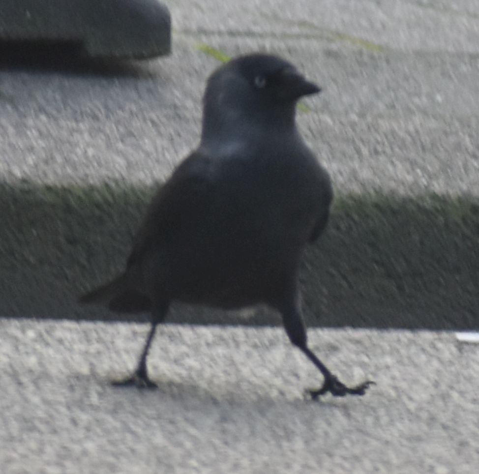 Галка - ML646173713