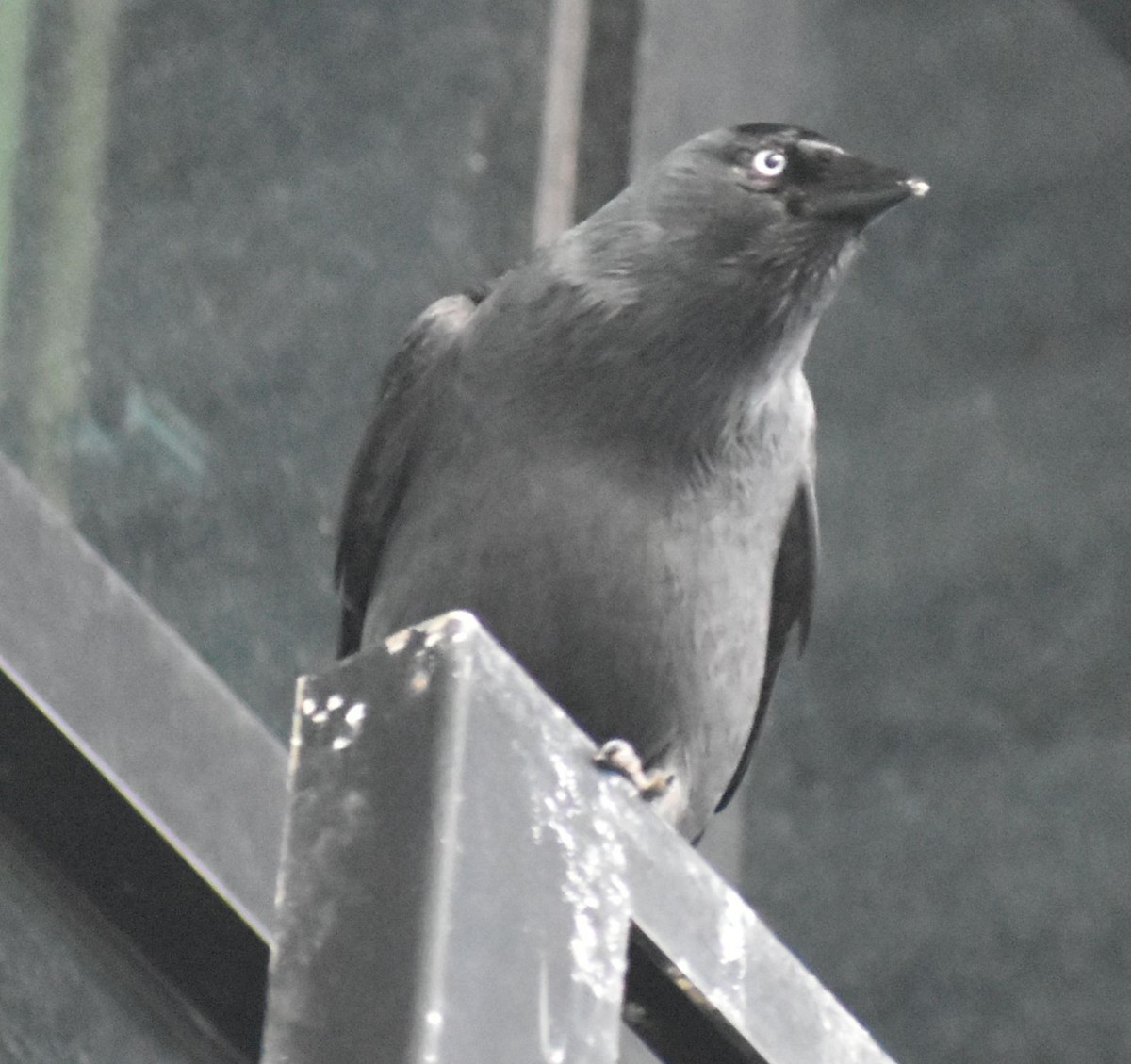 Галка - ML646173714