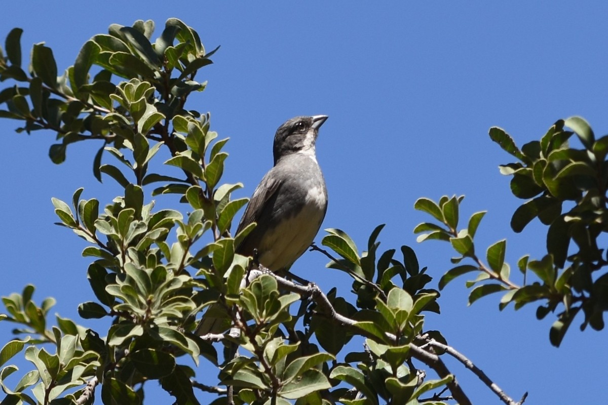 Патагонская диука - ML646173715