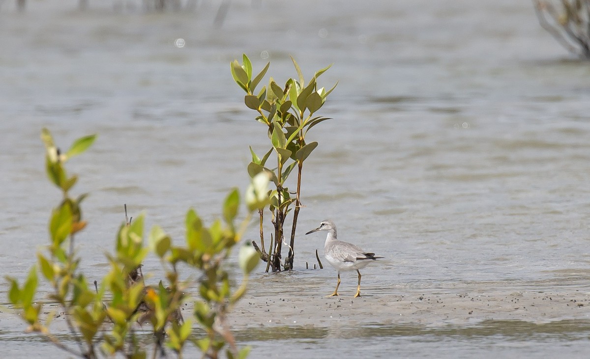 Сибирский пепельный улит - ML646173716