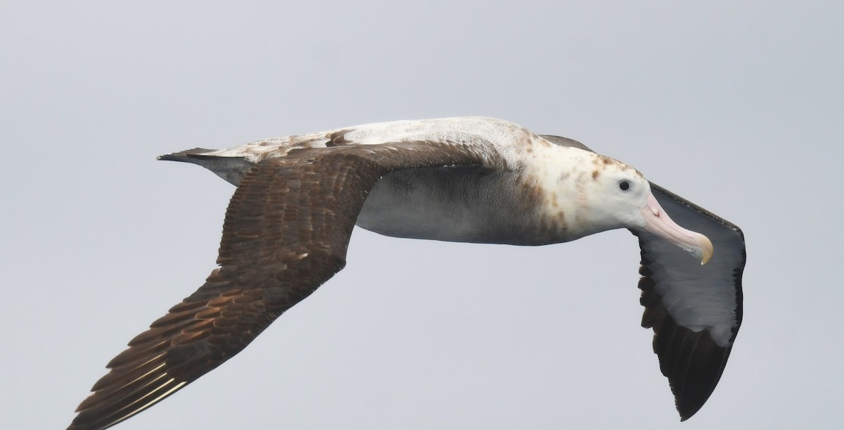 Snowy Albatross - ML646173717