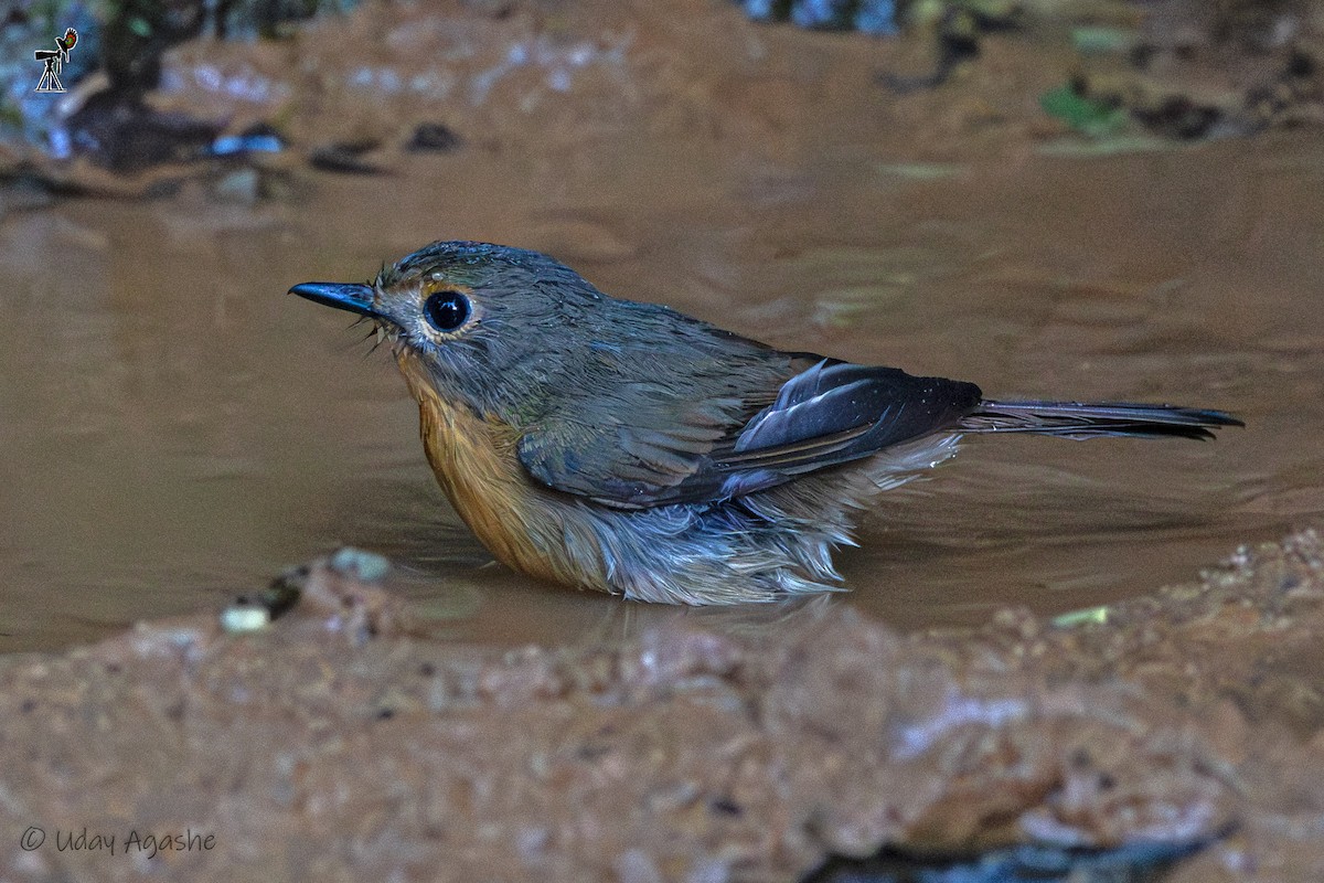 Hill Blue Flycatcher - ML646173719
