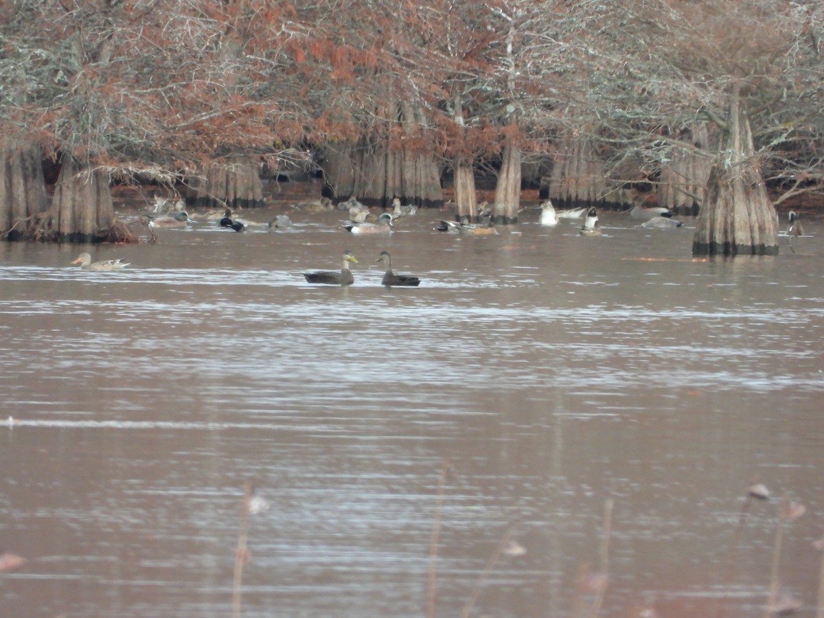 Свищ американський - ML646173724