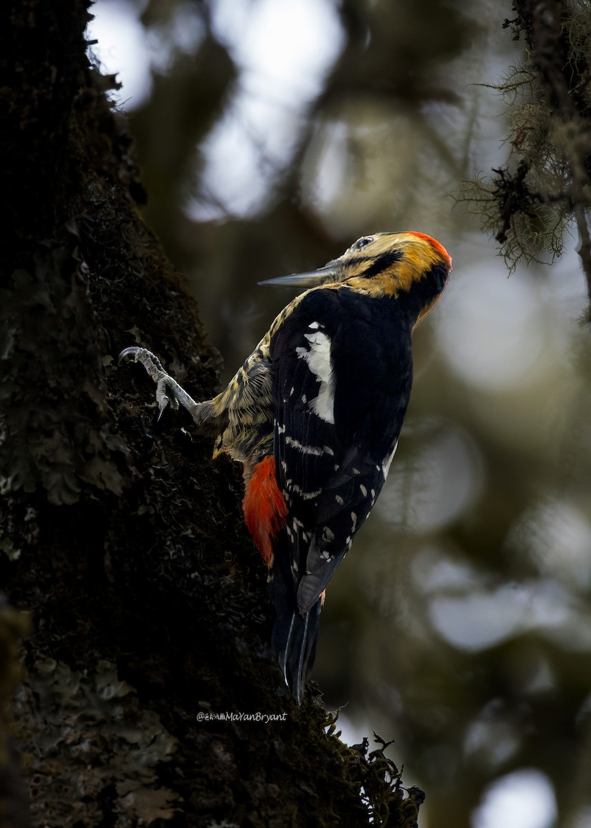 Дятел смугасточеревий - ML646173735