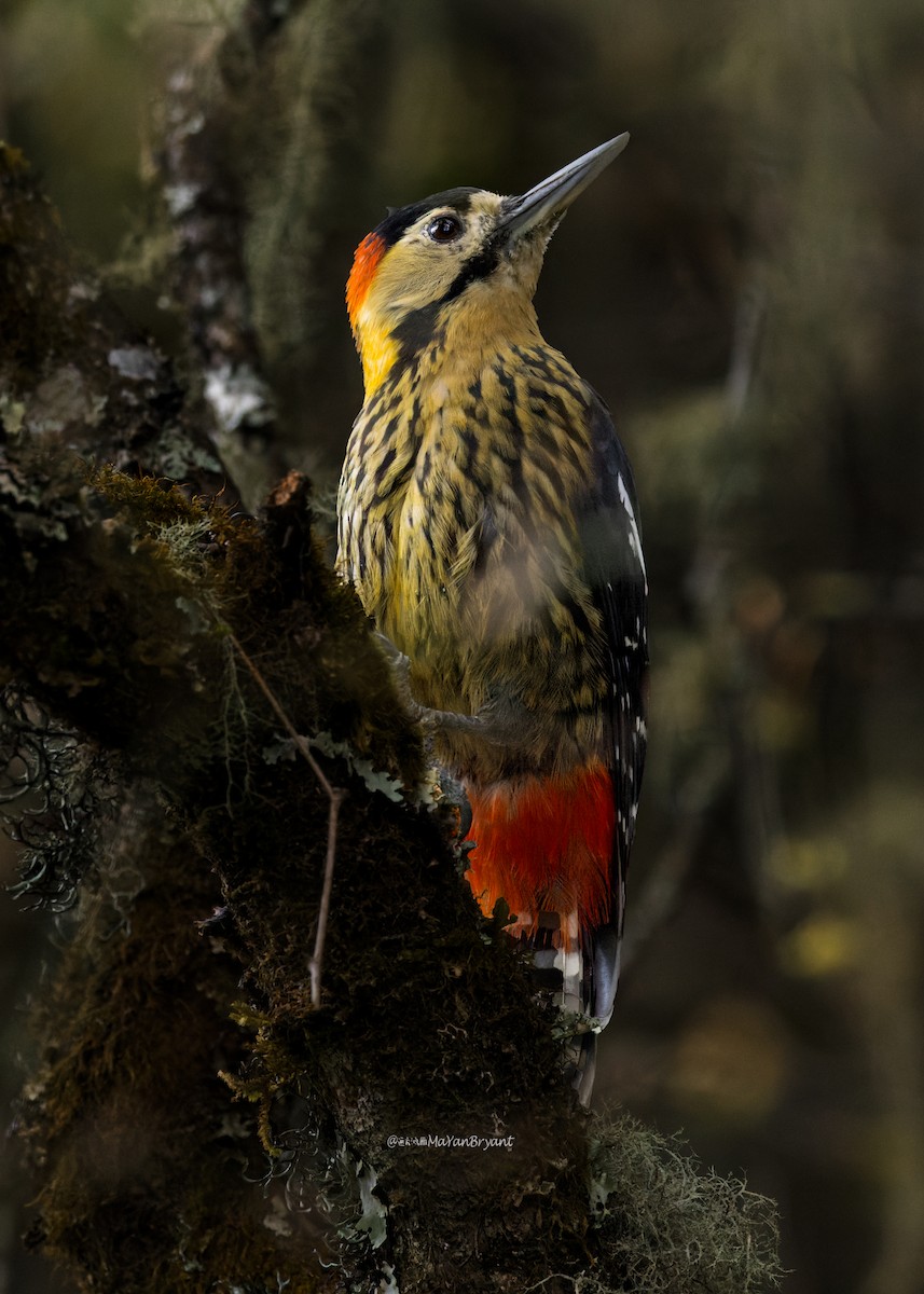 Дятел смугасточеревий - ML646173736