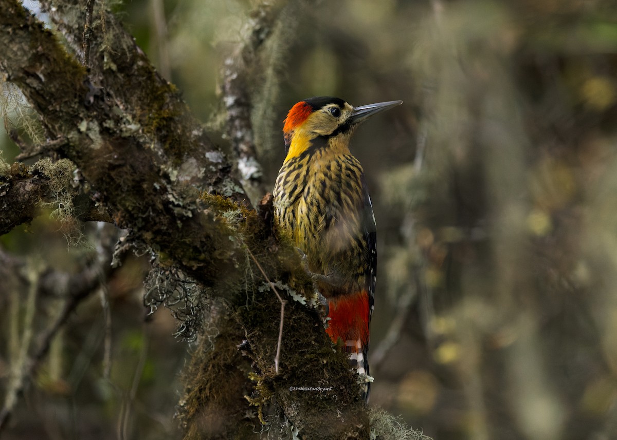 Дятел смугасточеревий - ML646173738